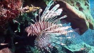 Venomous Lionfish | Oceans | BBC Earth