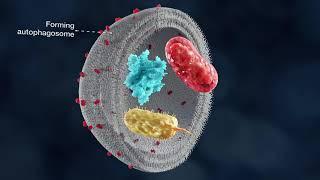 The mechanism of autophagy