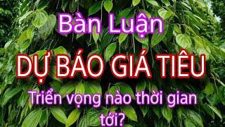 giá tiêu hiên nay tăng vọt và dự báo nào cho giá tiêu thời gian tới?