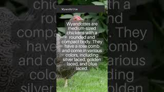 All about Chicken Breeds | Wyandotte