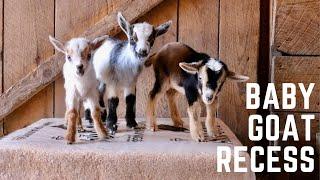 Sunflower Farm Goat Kids Video