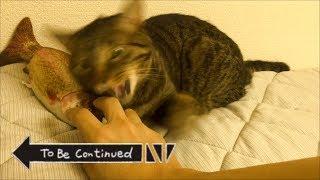 To Be Continued Cat Compilation ブチギレ狂暴猫ver.