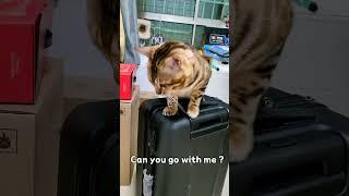 When I'm going on a trip, my cat's behavior