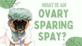 What is an Ovary Sparing Spay? Holistic Pet Care Center