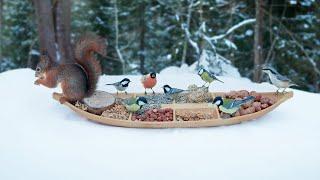 Little Boat Of Nuts & Seeds - Relax With Squirrels & Birds ( 1 Hour )