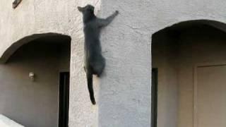 Cat Climbs Wall
