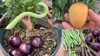 Harvesting Various Types Of Organic Mangoes And Vegetables From Rooftop Terrace Garden