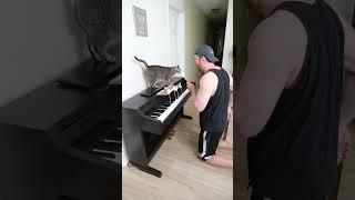 Cat Gets Piano Lessons