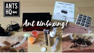 Ants HQ Unboxing & Setup (Myrmeco I Ant Nest) - Messor Barbarus