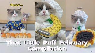 That Little Puff Compilation | February collection #thatlittlepuff #catsofyoutube #compilation