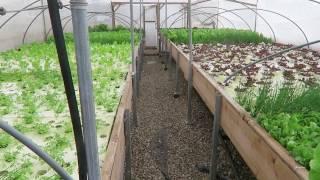 Incredible rooftop farm takes over Israel’s oldest mall