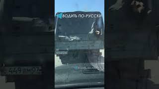 смешная собака-пассажир  #водитьпорусски #прикол #юмор #dog #funny