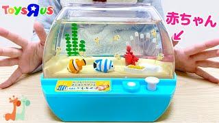 ちいさなアクアリウム ぷくぷくクマノミ 赤ちゃんが産まれた / Aquarium Toy with Sea Monkeys Ocean Zoo Deluxe Kit Set