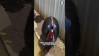 Cassowary  The Most Dangerous Bird on Earth!