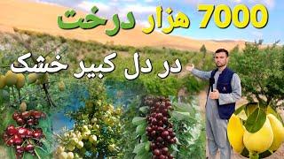 گزارش حیات الله " از  ۷۰۰۰ هزار درخت در دل بیابان! ساخت بزرگ‌ترین باغ میوه فاریاب بدون نهر و دریا 