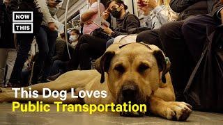 Former Stray Dog in Istanbul Loves Public Transportation