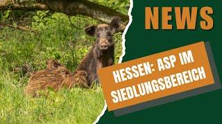 DJZ NEWS 09 04 2025