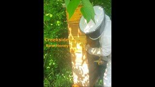 Tree Side Honey Bee Hive Drama? 2025/5/24