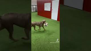 Dog running in circles with his favorite toy ️