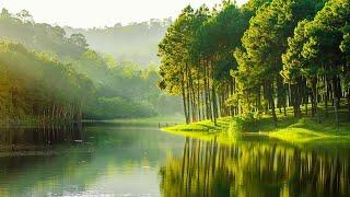 Gentle music, calms the nervous system and pleases the soul - healing music for the heart and blood