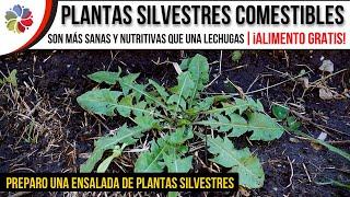  PREPARO MI COMIDA con PLANTAS SILVESTRES COMESTIBLES - Comida gratis y saludable