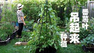 用三种方法种植番薯叶  紫番薯叶吊起来种植 Growing sweet potato leaves in 3 ways   Growing sweet potato leaves vertically