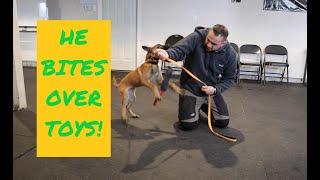 How to PLAY with your MALINOIS puppy