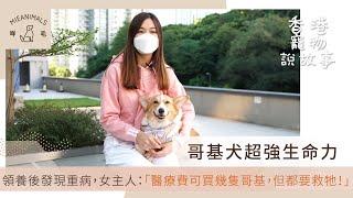 哥基犬超強生命力！領養後發現重病，女主人：「醫療費可以買幾隻哥基，但都要救牠！」