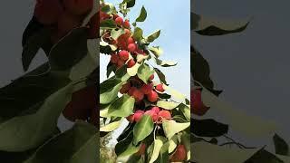 Apple Harvest and How to make Apple Juice in Factory, Apple juice production line 2023