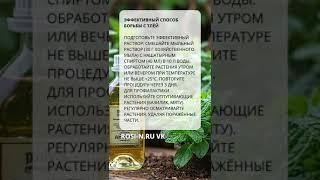 Эффективный способ борьбы с тлёй  #садоводство #садоводничество #наноудобрение