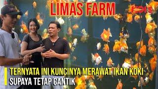 BARU TAHU TERNYATA BEGINI CARA MERAWAT GOLDFISH LIMAS FARM