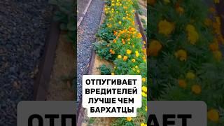 ОТПУГИВАЕТ ВРЕДИТЕЛЕЙ ЛУЧШЕ ЧЕМ БАРХАТЦЫ #дача #огород #сад