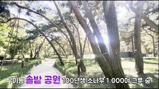 서울 우이동 솔밭 공원 / 100년 수령의 소나무 1천 그루 숲  / 피톤치드 소나무 향기 솔~~솔 /  Beautiful  Pine Forest Park