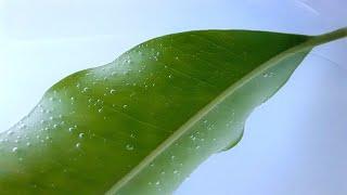 Air Is Released Through The Stomata | Science Experiment | Biology
