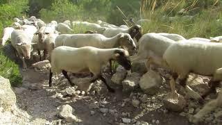 Una tarde con un ganado de ovejas y cabras