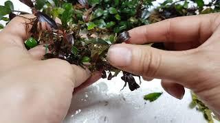 How to Prune A Leaf For Bucep Tree