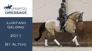 DRESSAGE HORSE FOR SALE - GP Lusitano gelding - 2011