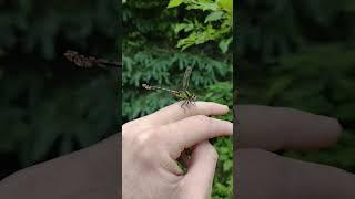 Dragonfly slow motion take off.