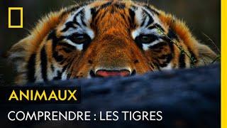 COMPRENDRE : Les tigres