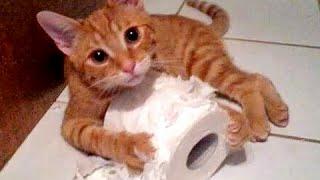 Смешные Кошки и Собаки против туалетной бумаги! СБОРНИК  [NEW!]
