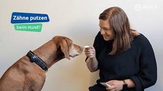 Zähne putzen bei Hunden: Einfache Anleitung & Tipps für gesunde Hundezähne 