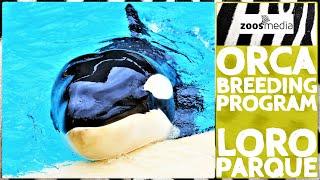 ORCA BREEDING program at LORO PARQUE | zoos.media