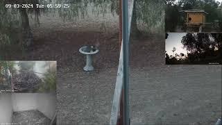 Barn owls in the bird bath