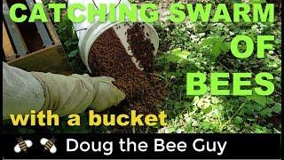 Catching Swarm of Bees in a Bucket