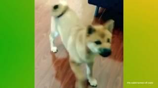 dancing doge dream part 2