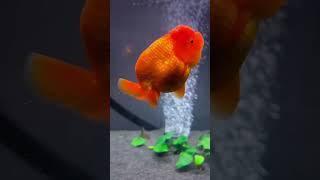 lion head ranchu gold fish#ranchu gold fish#gold fish#shots #viral video#aqua and gardening