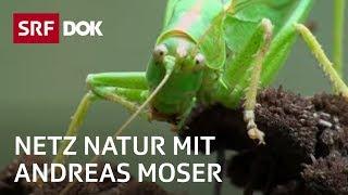 Tiere im Naturgarten | Wem gehört der Garten? | NETZ NATUR mit Andreas Moser | DOK | SRF Wissen