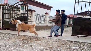 опущ Гаплан двукратный чемпион Небит-дага Туркменский Алабай Turkmen alabay  Champion Dog  Alabai