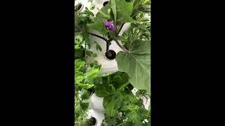 Pruning Eggplants