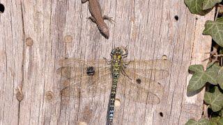 Small lizard meets a large dragonfly / Kleine Eidechse trifft auf eine grosse Libelle